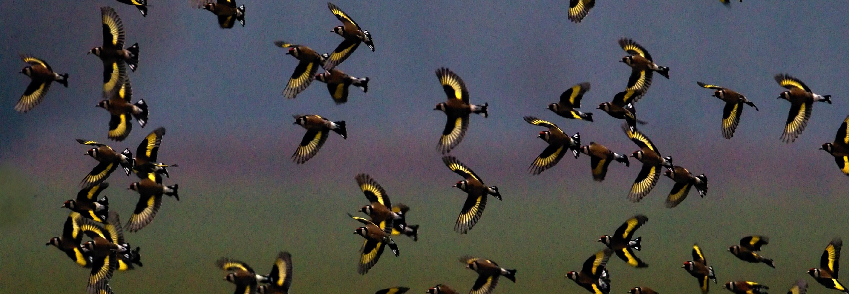 THE AUTUMN BIRD MIGRATION IS UNDERWAY